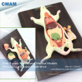 A01(12001) Anatomy Animal 6-Parts Rat Mouse Model w/ Removable Organs 12001